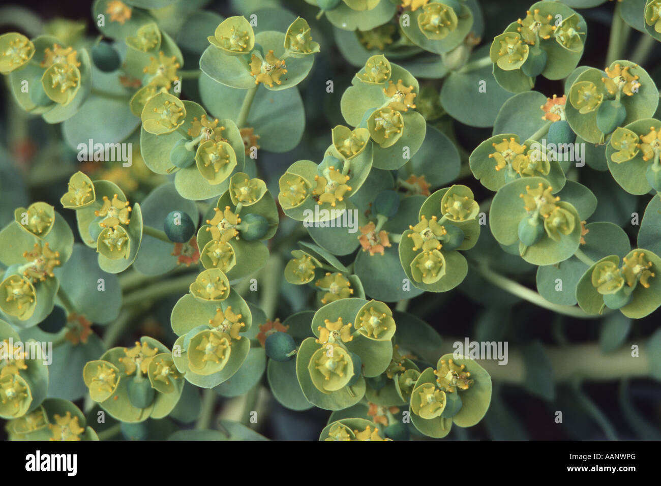 L'euphorbe rampante, queue de l'Âne, Myrtle Spurge (Euphorbia myrsinites), inflorescences Banque D'Images