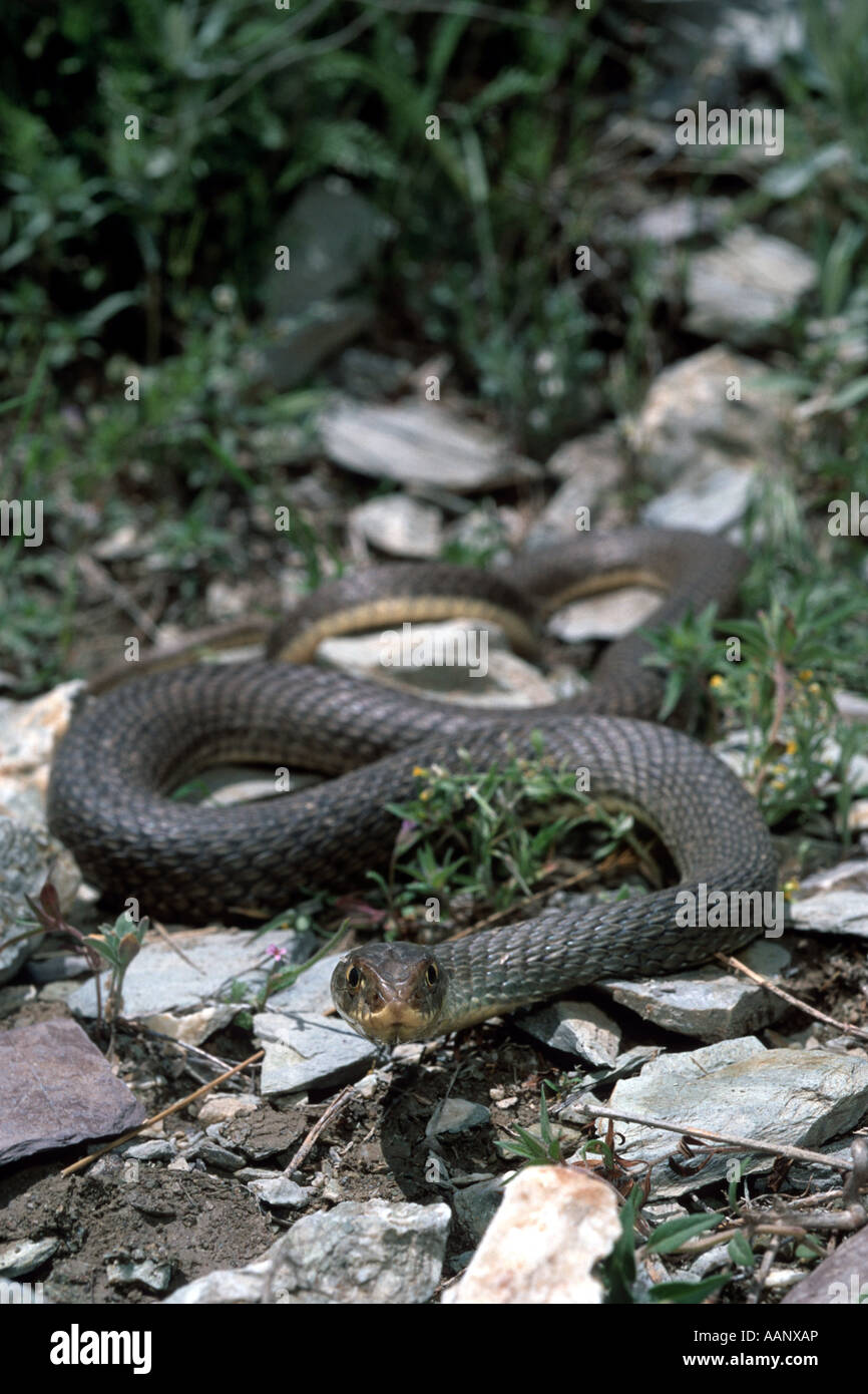 La couleuvre de Montpellier Malpolon monspessulanus insignitus (), dans l'habitat, Iran, Kurdistan, Zagros Banque D'Images
