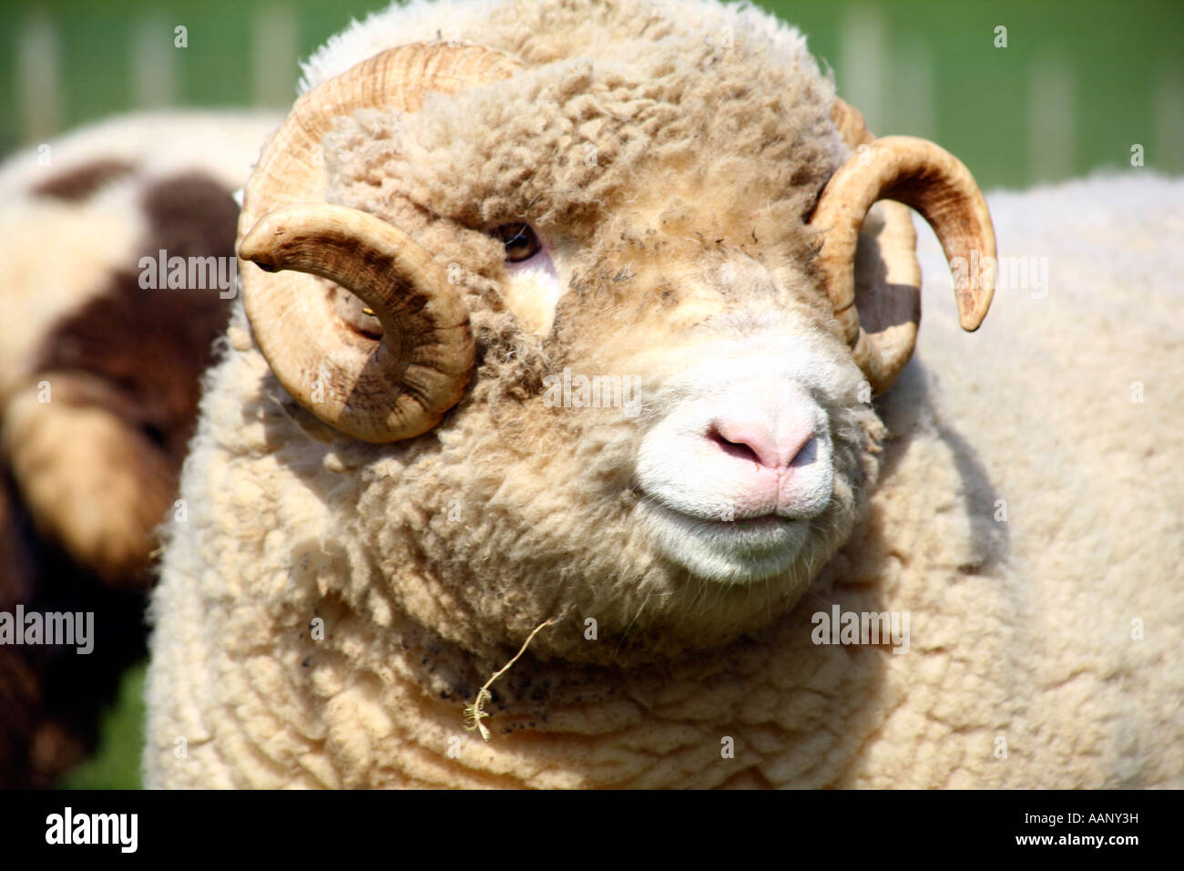 Suffolk sheep on ferme dans le Devon Banque D'Images
