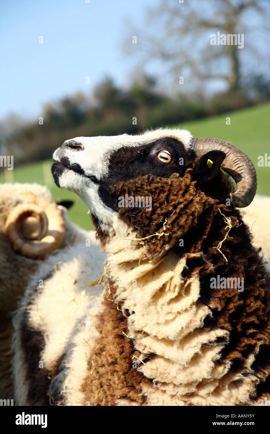 Jacobs moutons sur farm dans le Devon Banque D'Images