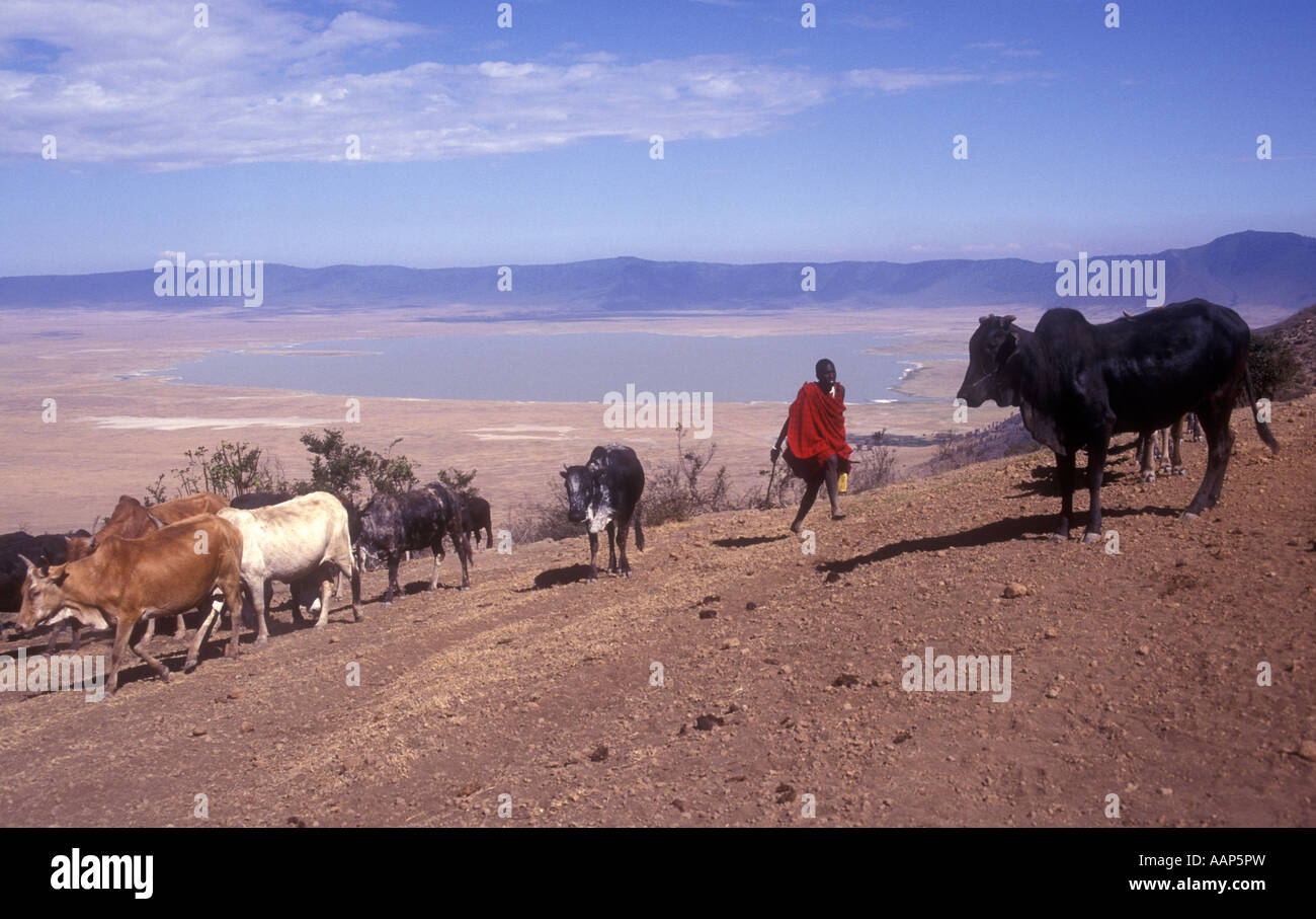 Guerrier massaï avec son bétail sur le bord de la Ngorongoro Crater Tanzanie Afrique de l'Est Banque D'Images