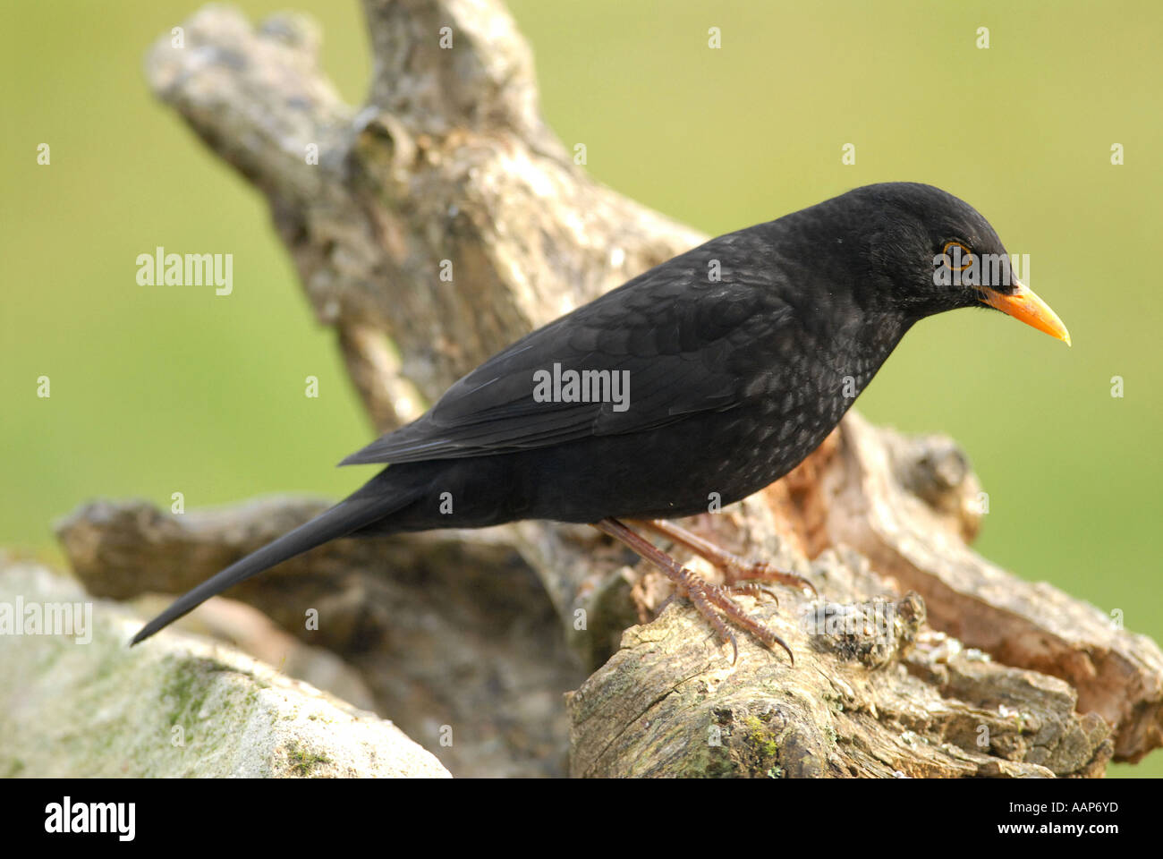 Oiseau Noir BLACKBIRD Turdus merula merula songbird britannique dont les effectifs diminuent. Banque D'Images