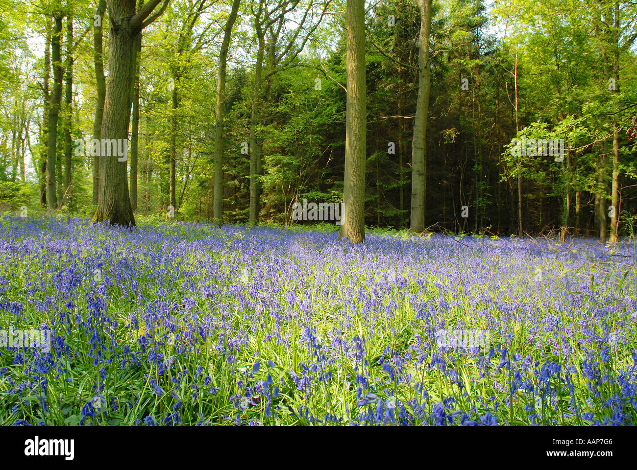 Bluebell wood au printemps Banque D'Images