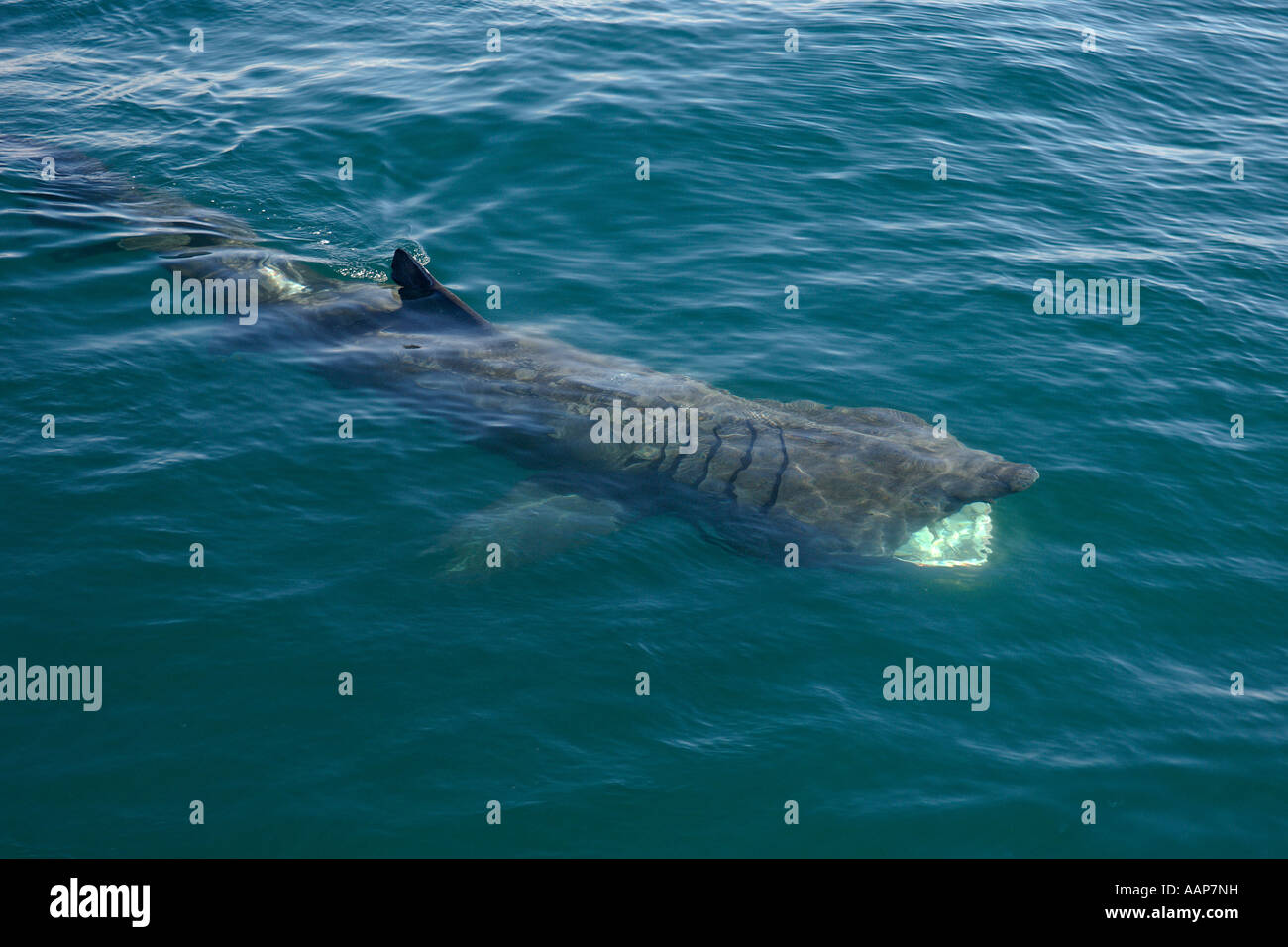 Pèlerin Cetorhinus maximus alimentation filtre près de Isle of Coll Écosse Juin Banque D'Images