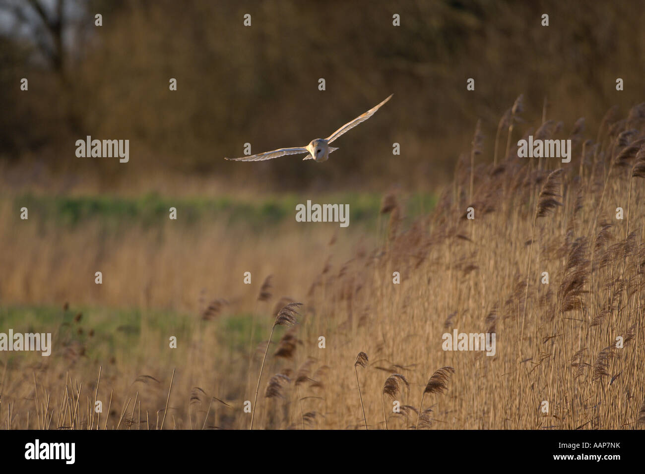 Effraie des clochers Tyto alba chasse North Norfolk Marais pâturage en Angleterre Mars Banque D'Images