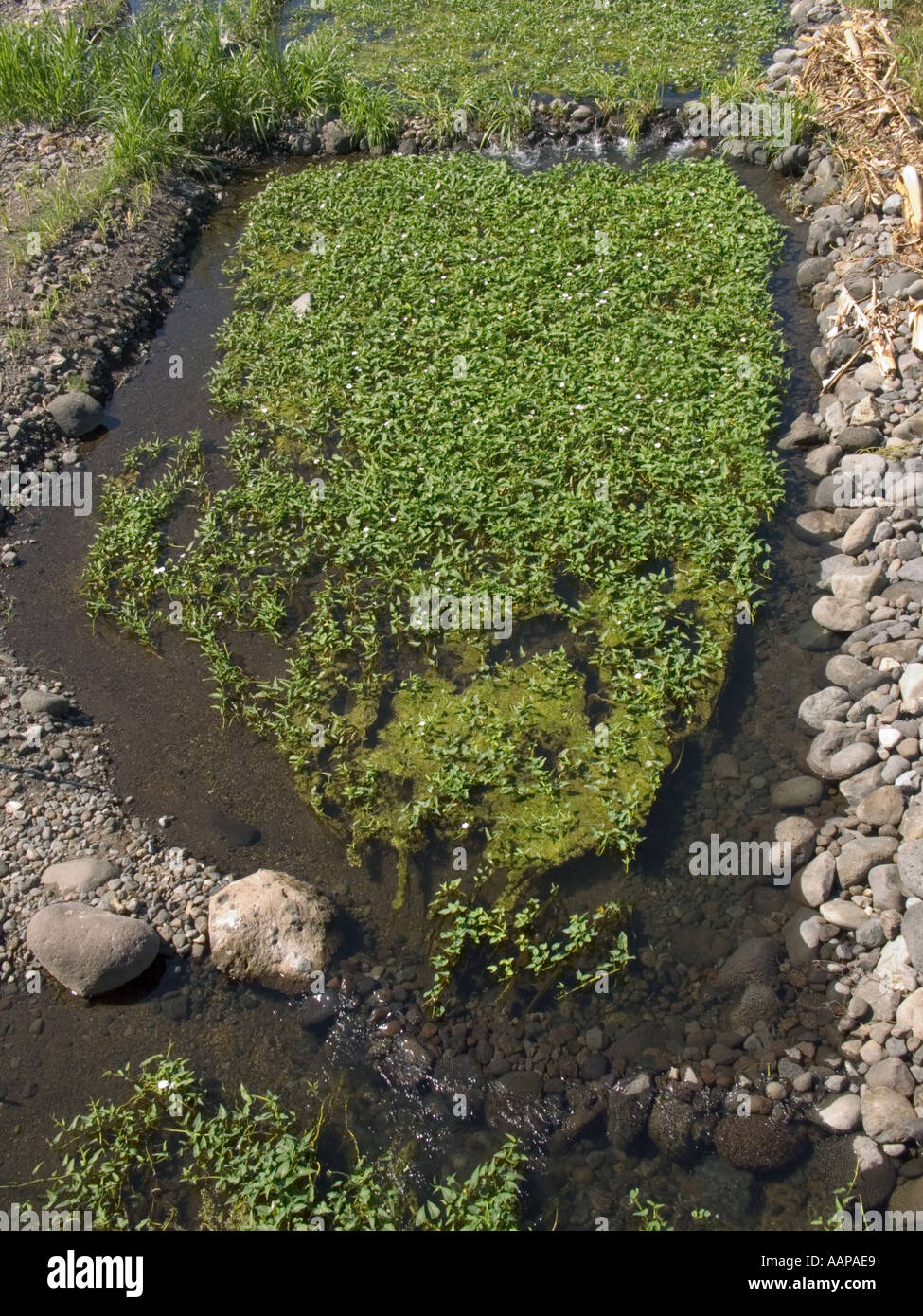 Entre culture d'épinards et de Tanjung Gondang sur Lombok en Indonésie Banque D'Images