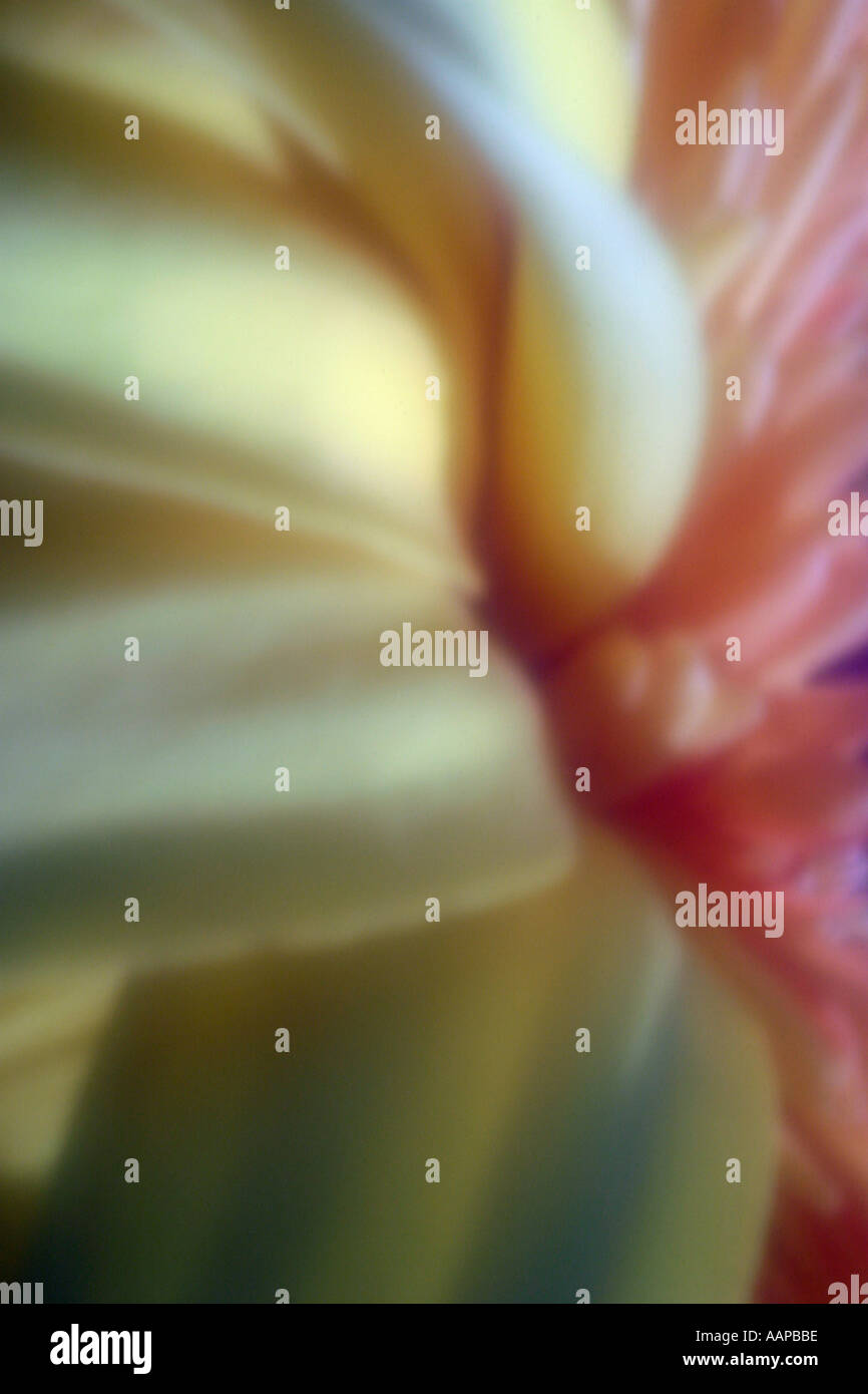 Plaque de la zone close up of a gerber daisy Banque D'Images