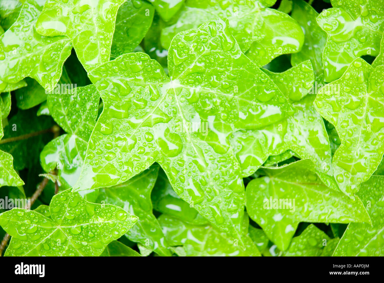 Lierre avec des gouttes de pluie. Banque D'Images