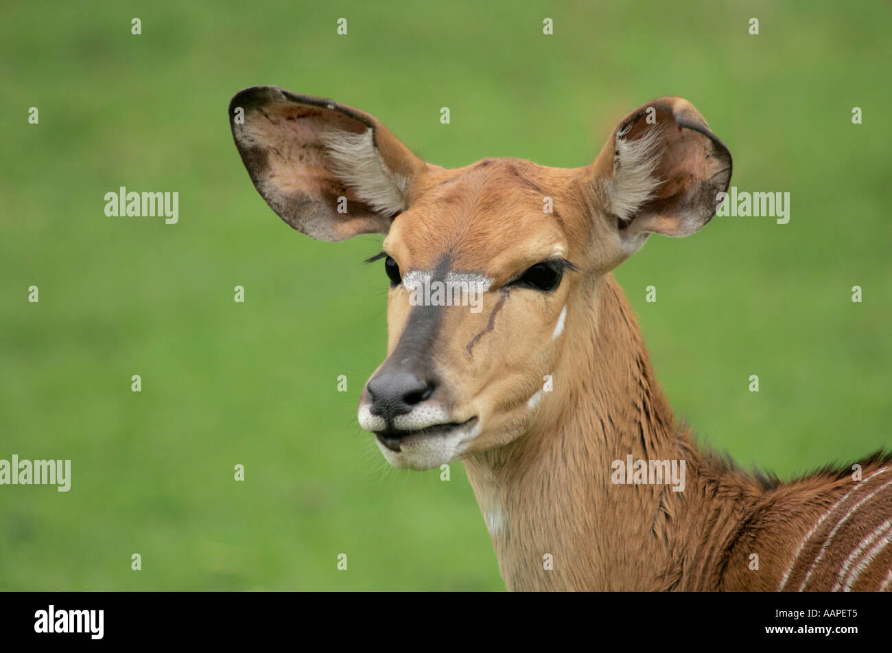 Une seule femelle adulte Antilope Nyala debout sur l'herbe. Banque D'Images