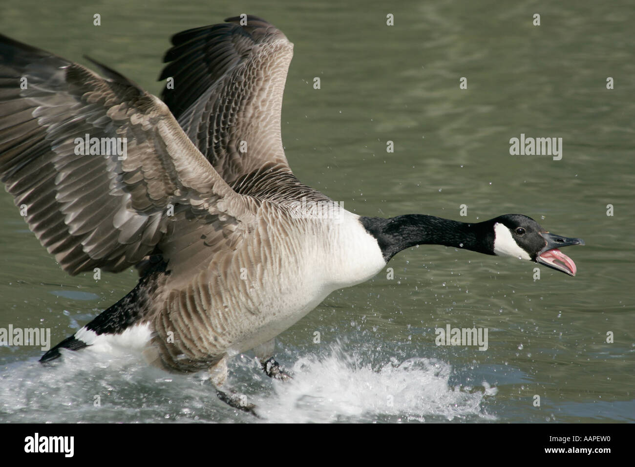 Une seule Bernache du Canada (Branta canadensis) tournant au-dessus de l'eau, ailes déployées affichant un comportement agressif. Banque D'Images