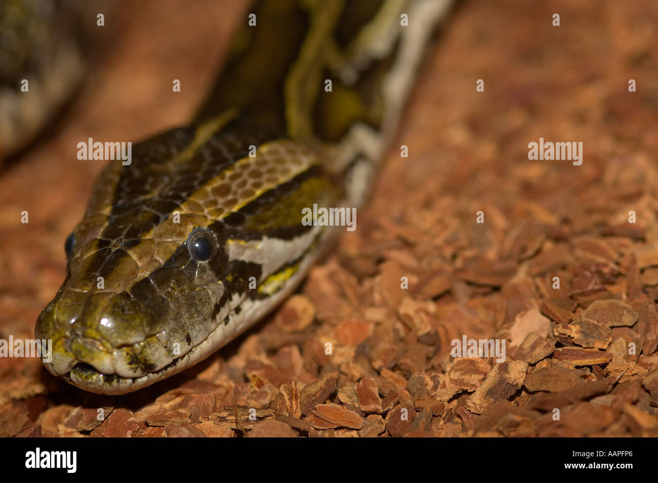 Gros plan de la tête d'un boa constrictor comme il se déplace le long de la terre Banque D'Images