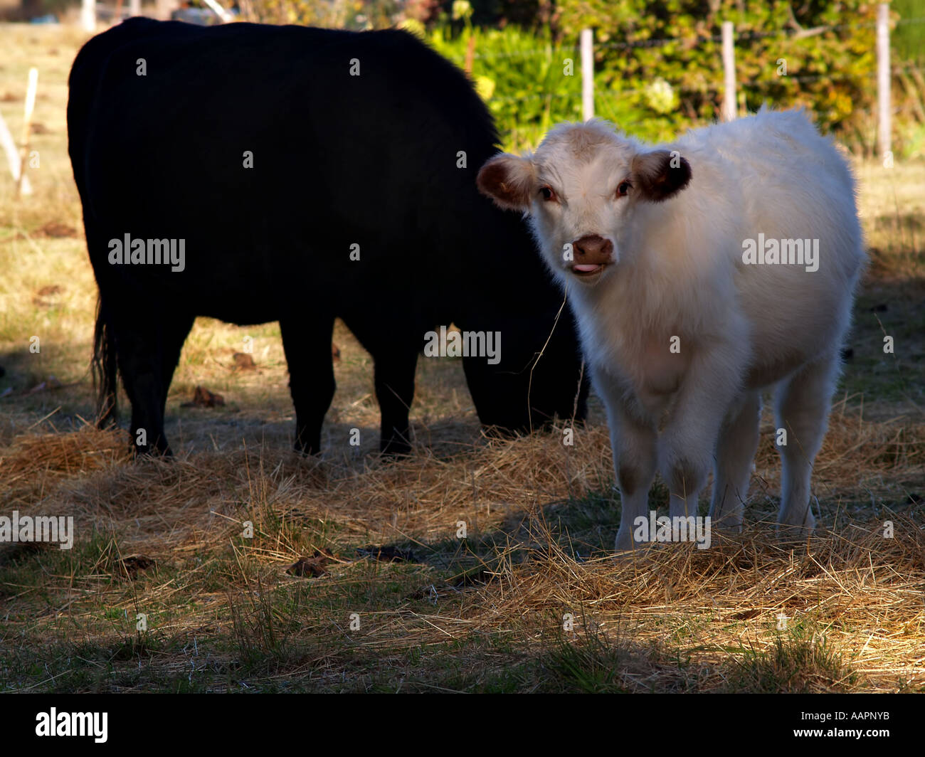 Veau vache brune et blanche Banque D'Images