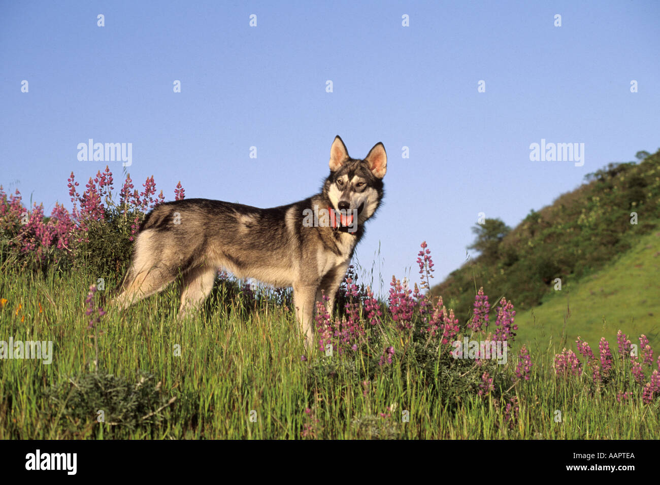 Les chiens, le loup et l'hybride mélange Husky Banque D'Images