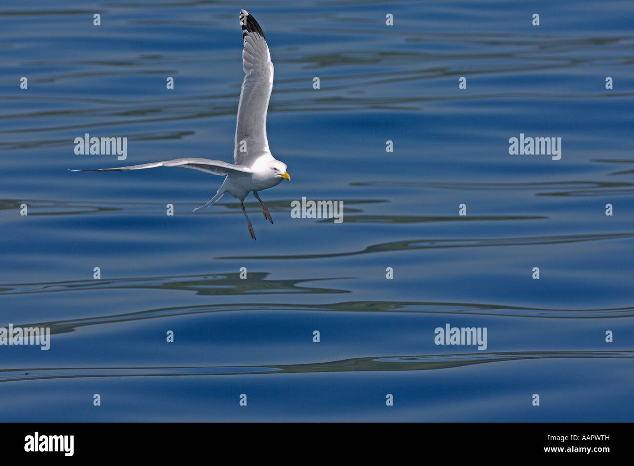 Goéland argenté Larus argentatus adultes en vol au-dessus d'une mer calme Juin Ecosse Banque D'Images