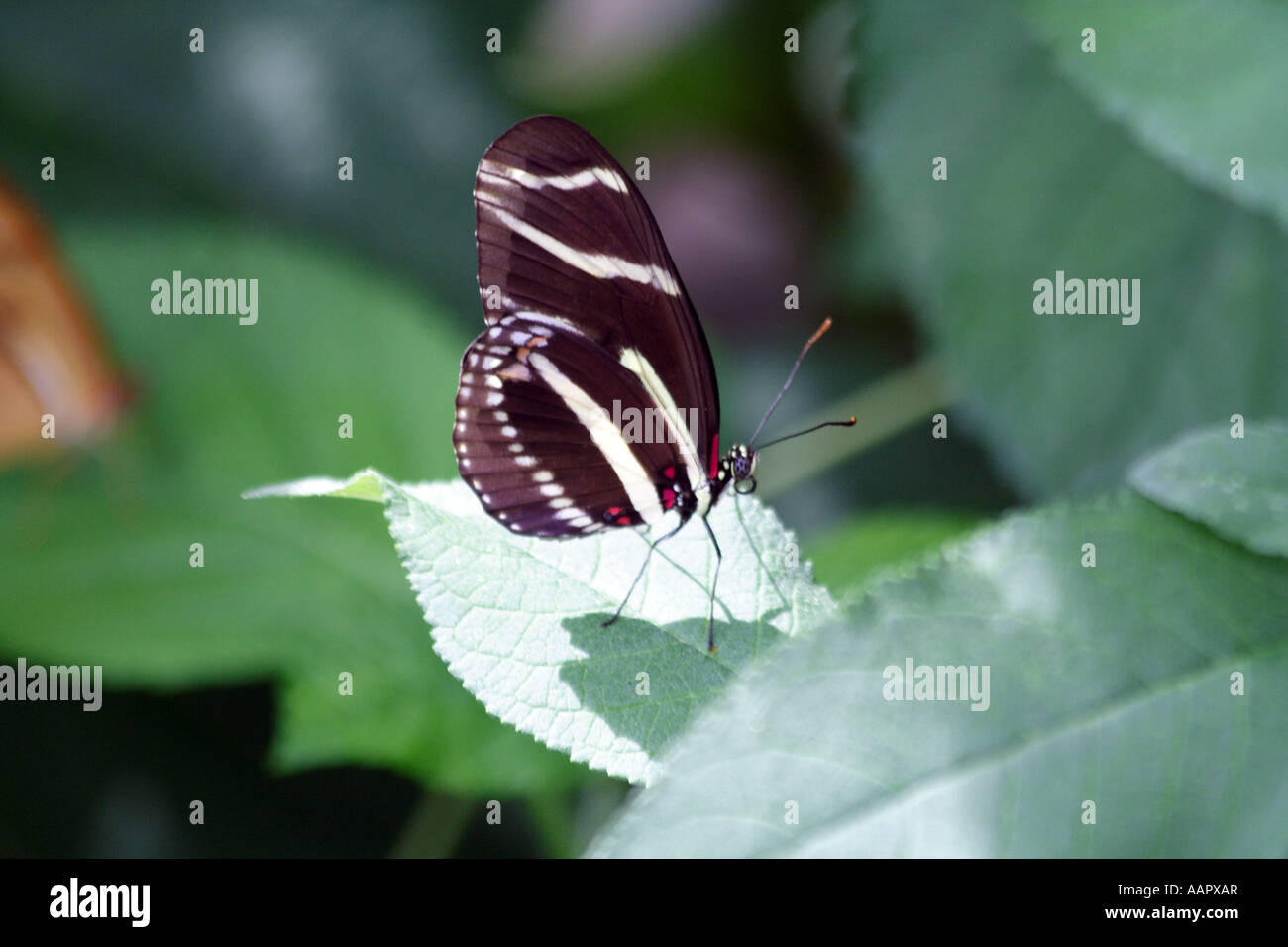 Papillon Heliconiinae Banque D'Images
