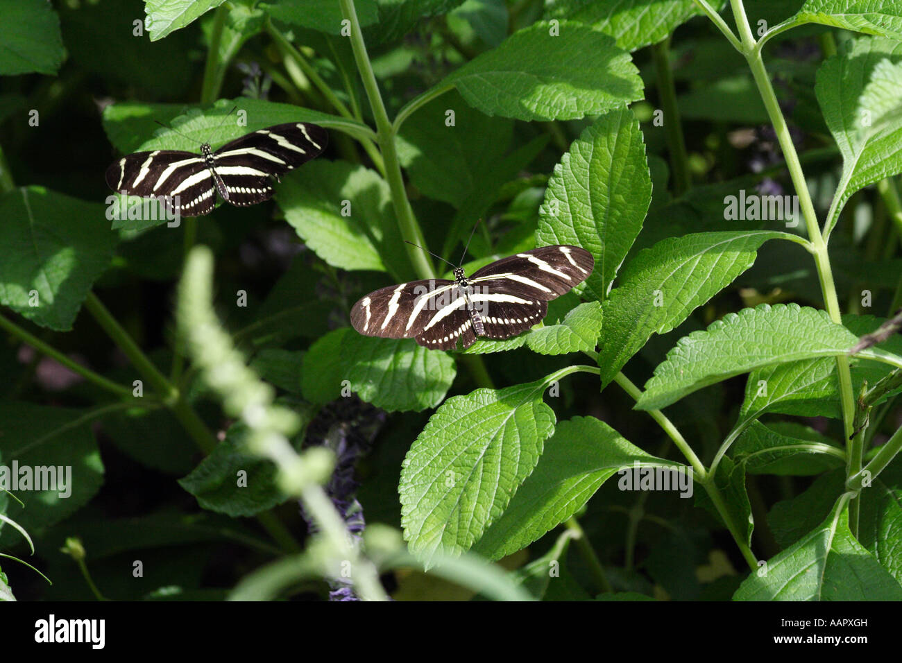 Papillon Heliconiinae Banque D'Images