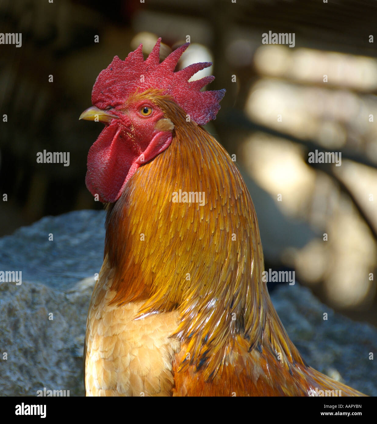 Petit Coq Rouge Banque D'Images