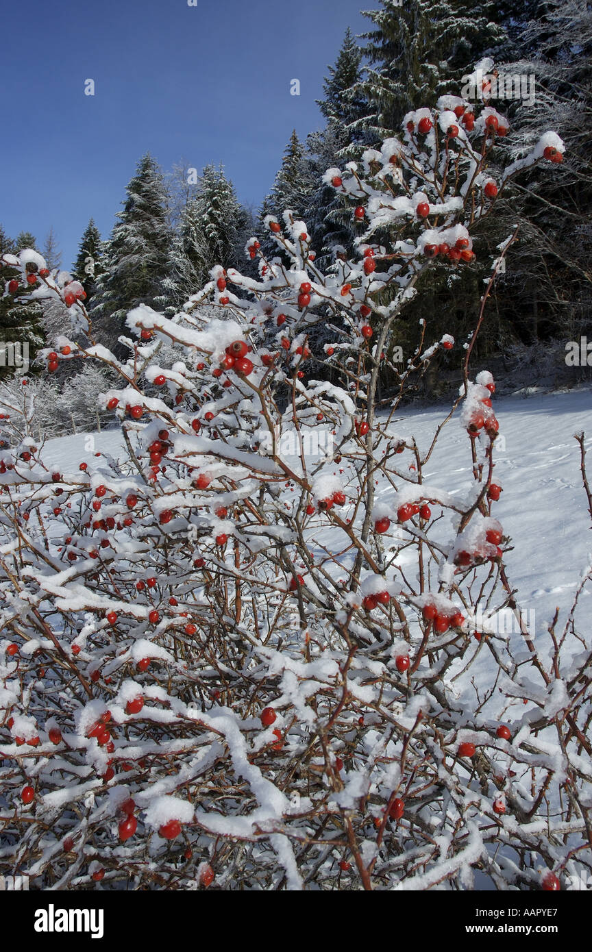 De plus en plus de petits fruits des branches couvertes de neige, Lans-en-Vercors, France. Banque D'Images