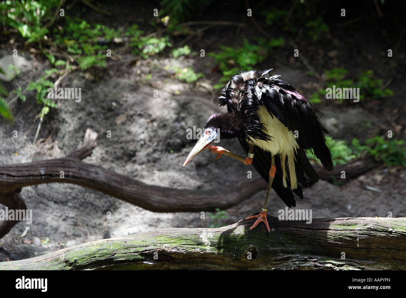 L'Abdim's Stork Ciconia abdimii), (aussi connu sous le nom de White-bellied Stork. Banque D'Images