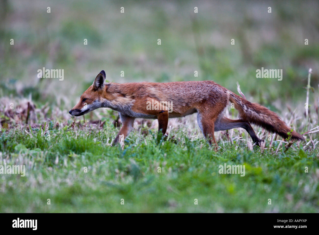 Le renard roux (Vulpes vulpes) à la chasse à la Bedfordshire Dunton alerte Banque D'Images