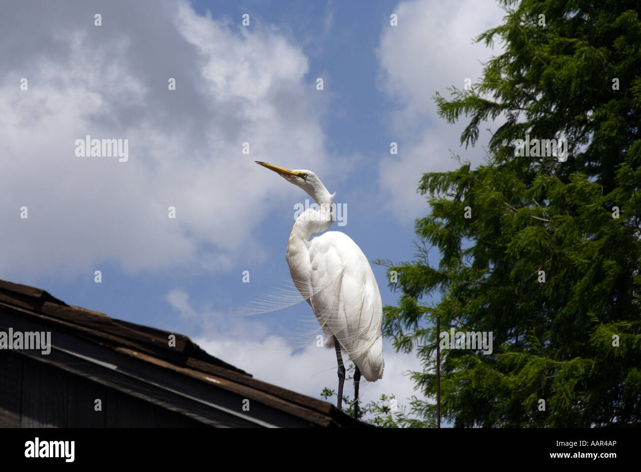 Grand Héron blanc ( Ardea herodias) (occidentalis). Banque D'Images