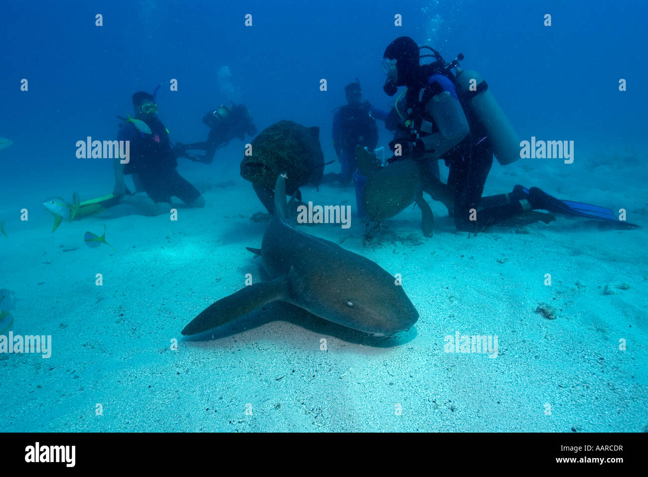 Les plongeurs observer requins nourrice Ginglymostoma cirratum mélasse filon Key Largo Floride USA Banque D'Images