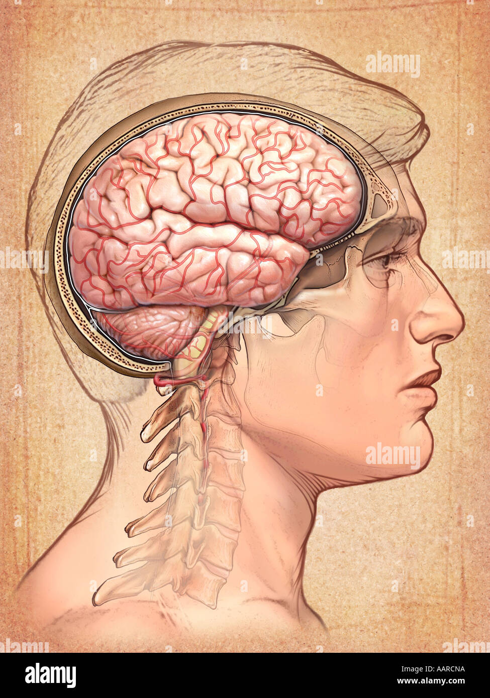Голова головной мозг шея. Мозги торчат из головы.