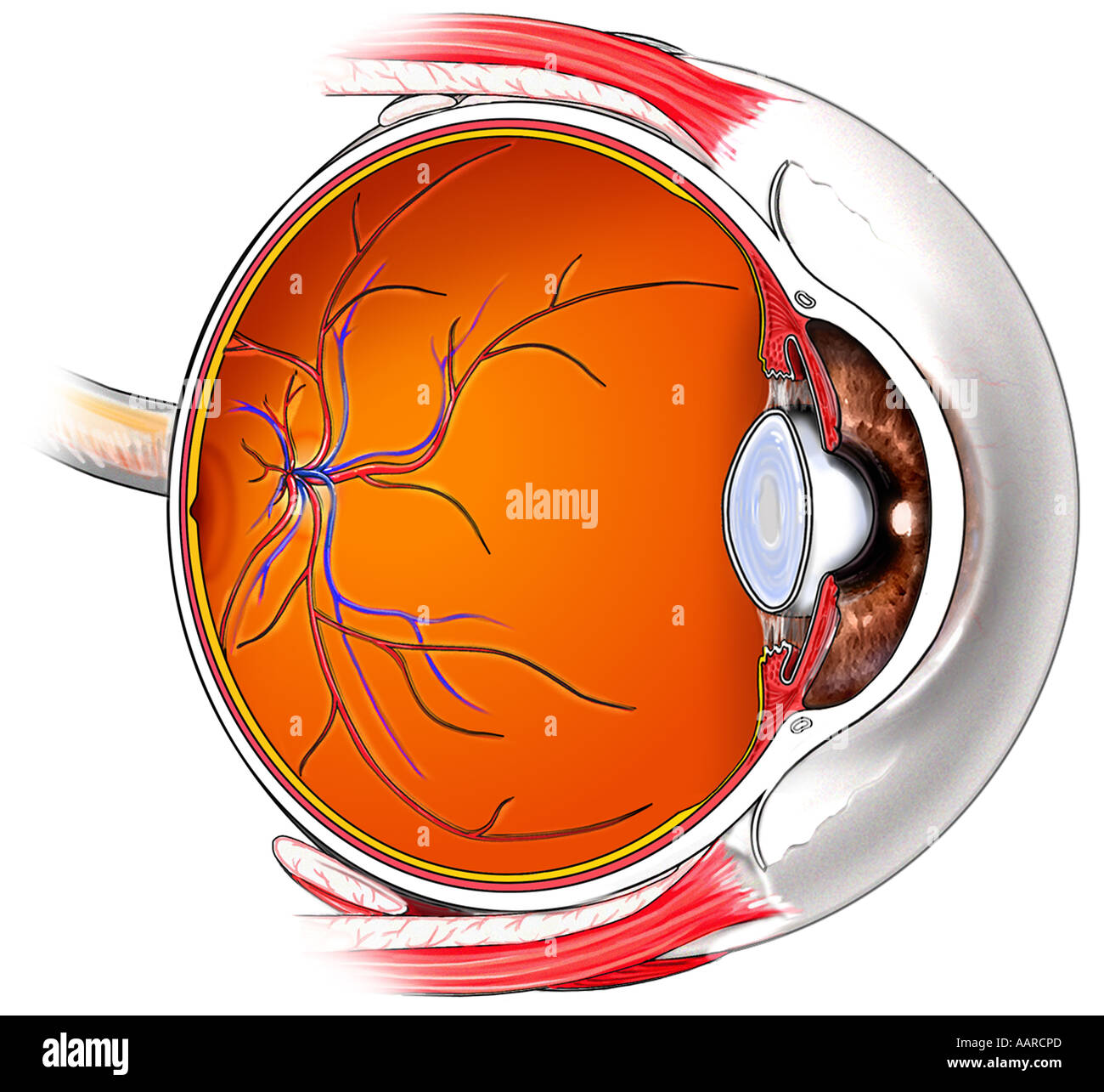 Nerf optique coupe Banque de photographies et d’images à haute