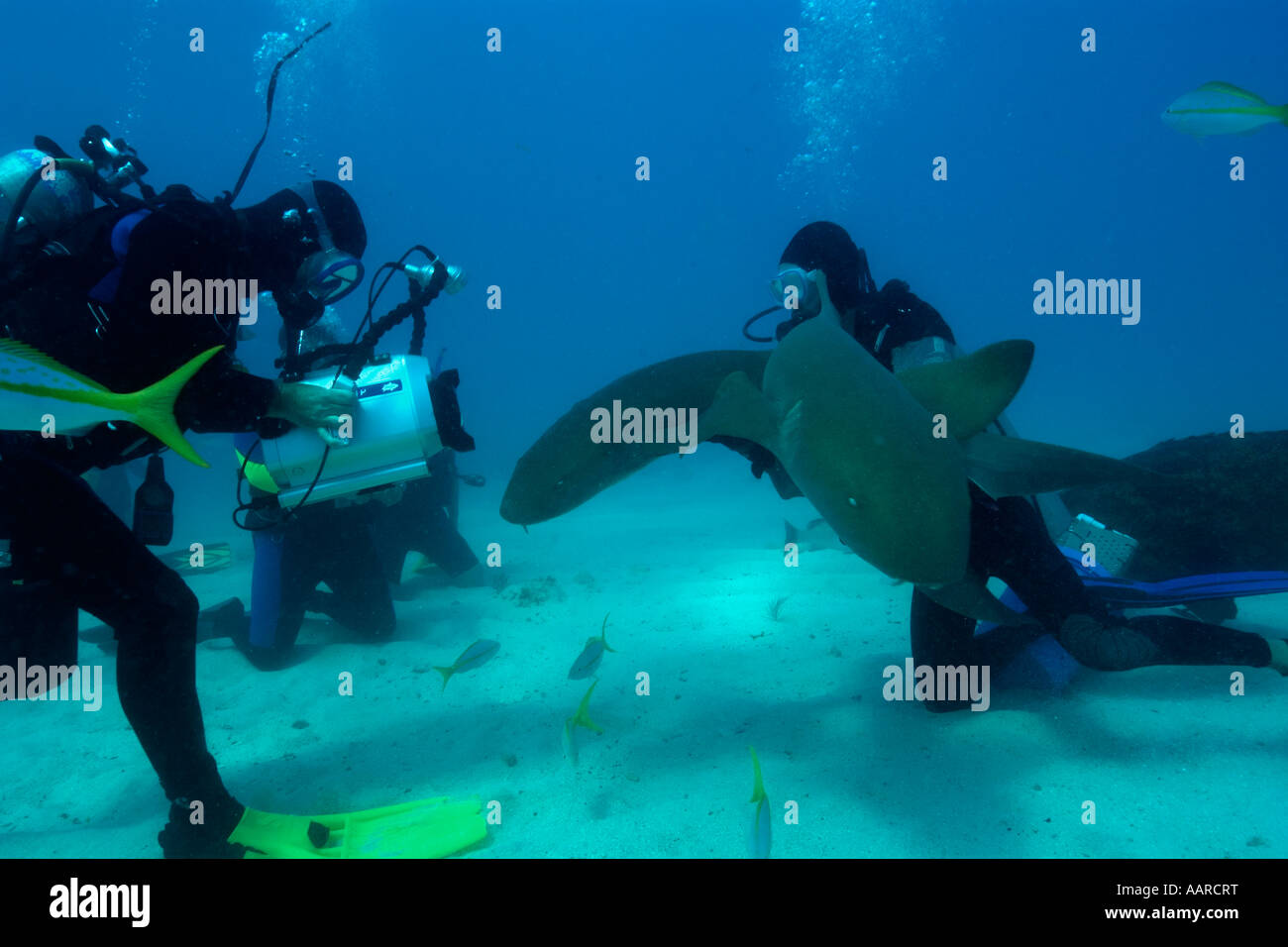 Scuba Diver traite deux requins nourrice Ginglymostoma cirratum tout en étant filmé mélasse filon Key Largo Floride USA Banque D'Images