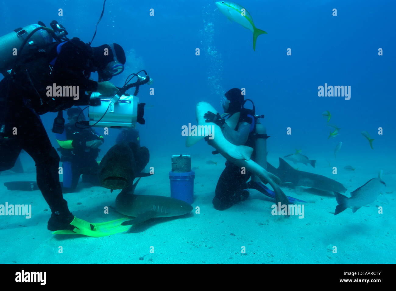 Les plongeurs , requins nourrice Ginglymostoma cirratum et d'un mérou Epinephelus itajara Goliath mélasse filon Key Largo Floride USA Banque D'Images