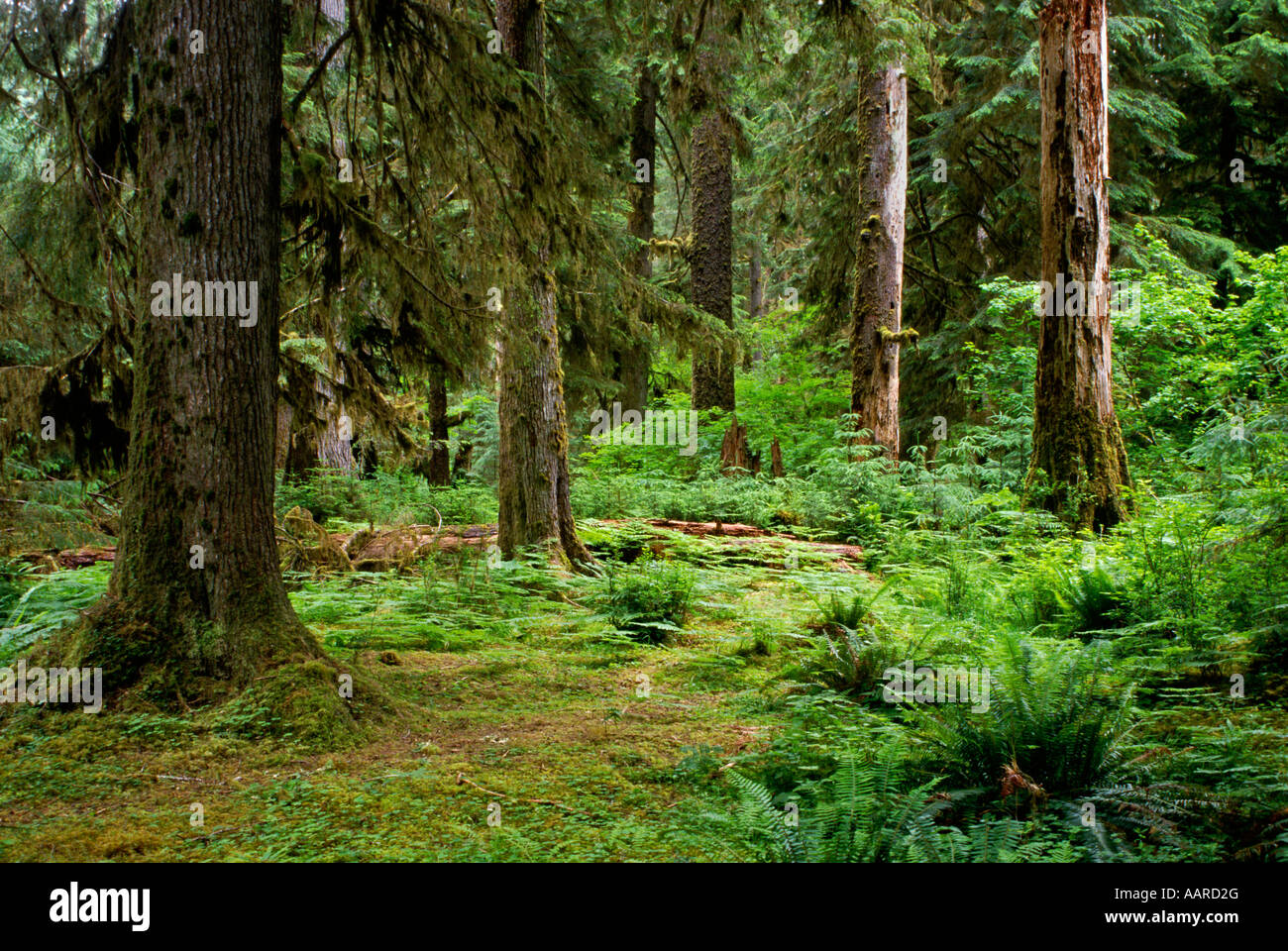 Le Hoh Rain Forest est composé principalement de cèdre SAPIN PRUCHE ÉRABLES AULNE OLYMPIC NATIONAL PARK WASHINGTON Banque D'Images