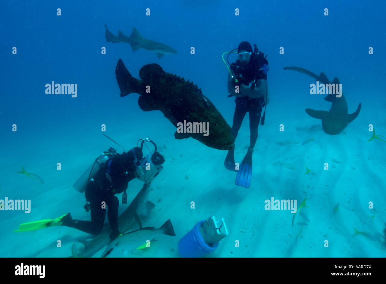Les plongeurs, requins nourrice Ginglymostoma cirratum et d'un mérou Epinephelus itajara Goliath mélasse filon Key Largo, Florida USA Banque D'Images