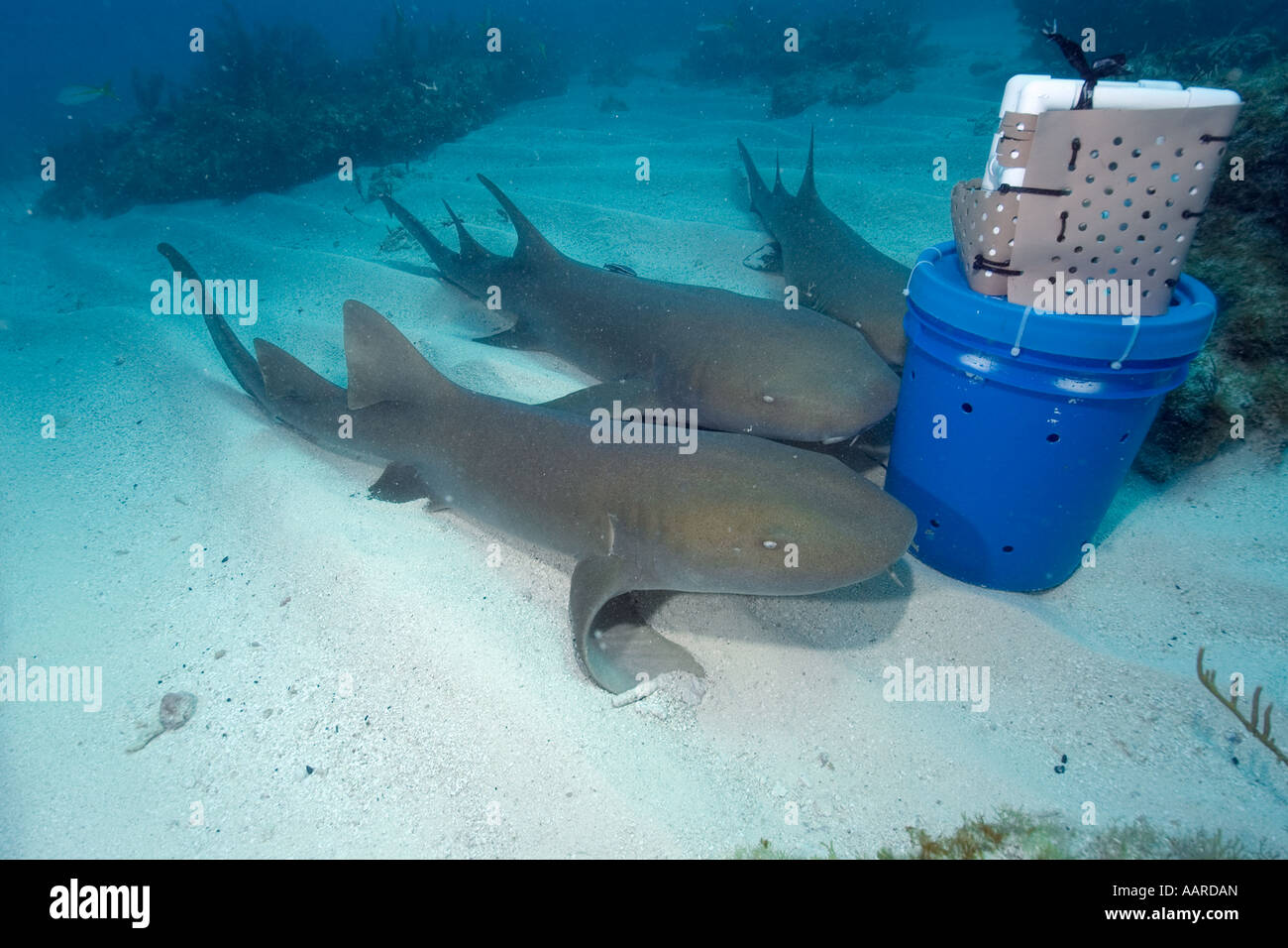 Requins nourrice Ginglymostoma cirratum attiré par le parfum dégagé de chum bucket mélasse filon Key Largo Floride USA Banque D'Images