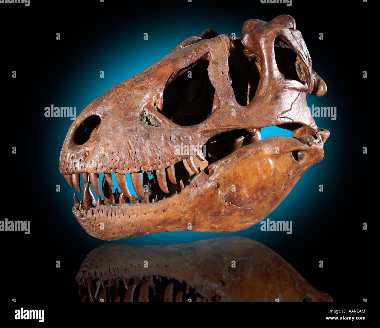 Crâne de dinosaure Tyrannosaurus rex Banque D'Images