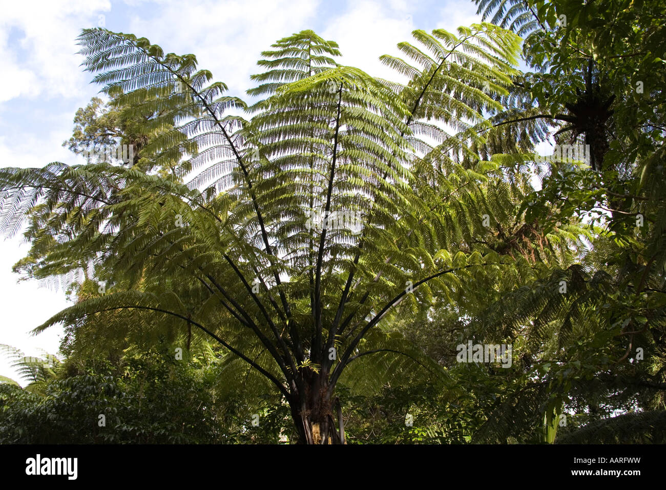 FOREST WAIPONA ÎLE DU NORD Nouvelle-zélande jusqu'à mai dans le cadre d'un palm d'origine dans une parcelle de forêt tropicale d'origine Banque D'Images