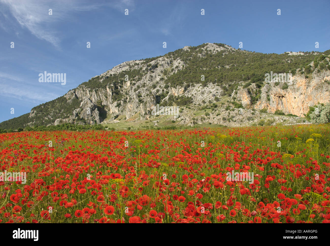 Andalousie - Parc National de Grazalema Banque D'Images