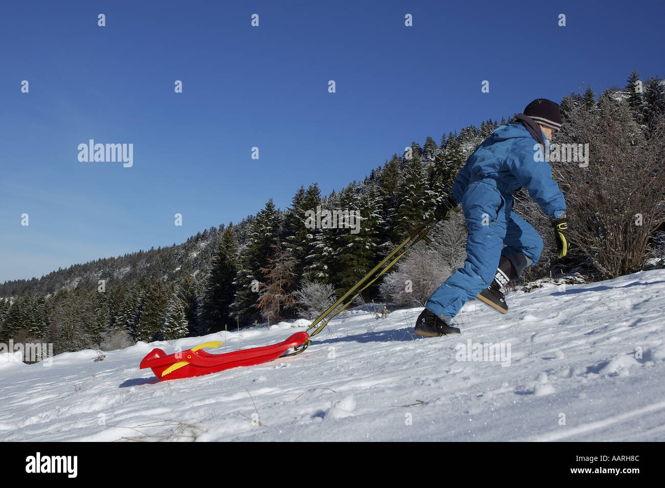 Remorquage d'un garçon en montée de traîneau dans la neige, Lans-en-Vercors, Isère, France. Banque D'Images