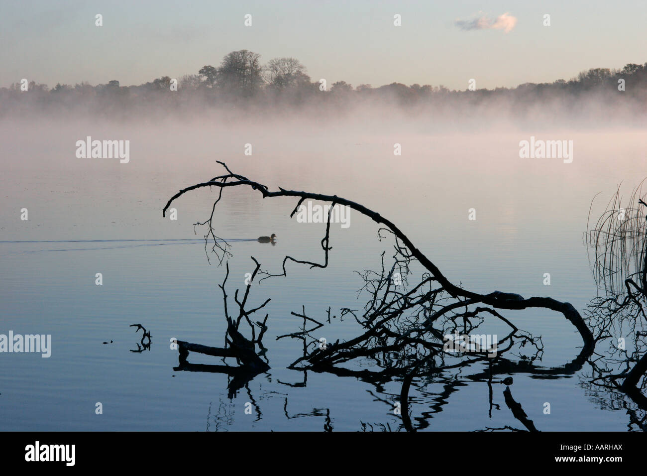 Svimming canard dans le lac sur un matin brumeux Banque D'Images