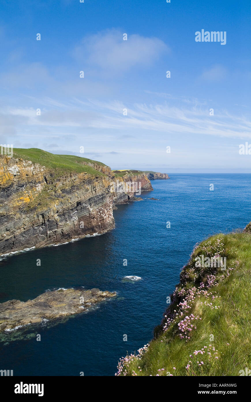 Dh WHALIGOE Seacliffs CAITHNESS côte de la mer du Nord et mer roses Banque D'Images