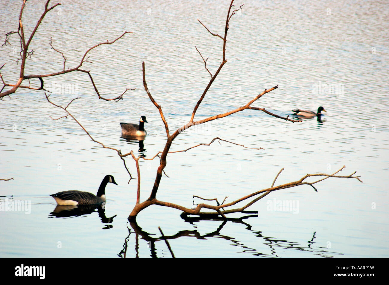 Les Bernaches du Canada et d'un Canard colvert,piscine sur un réservoir d'eau douce. Banque D'Images