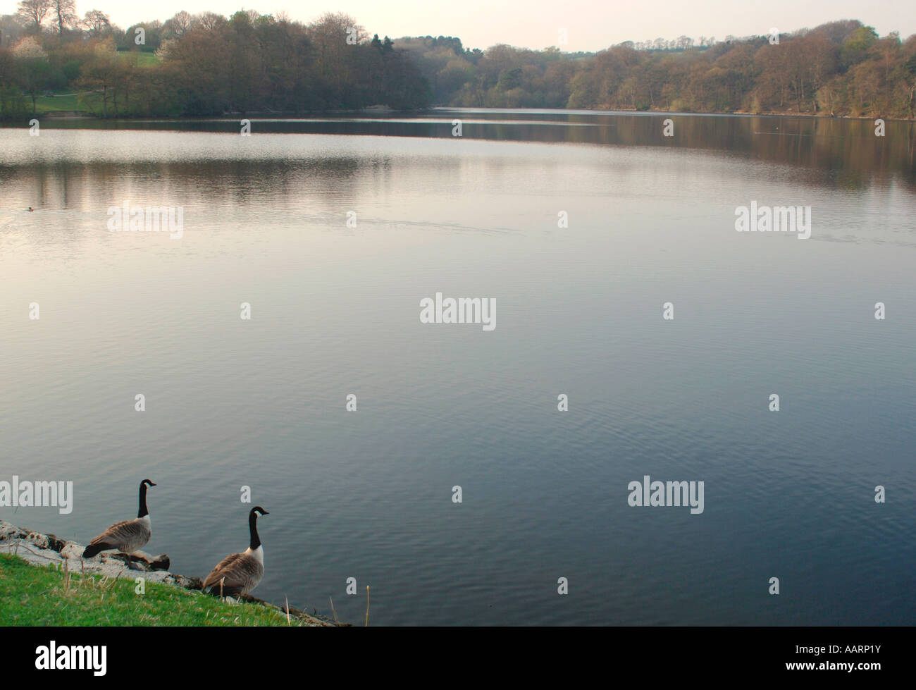 Une bernache du Canada sur la rive d'un lac d'eau douce. (Branta canadensis). Banque D'Images