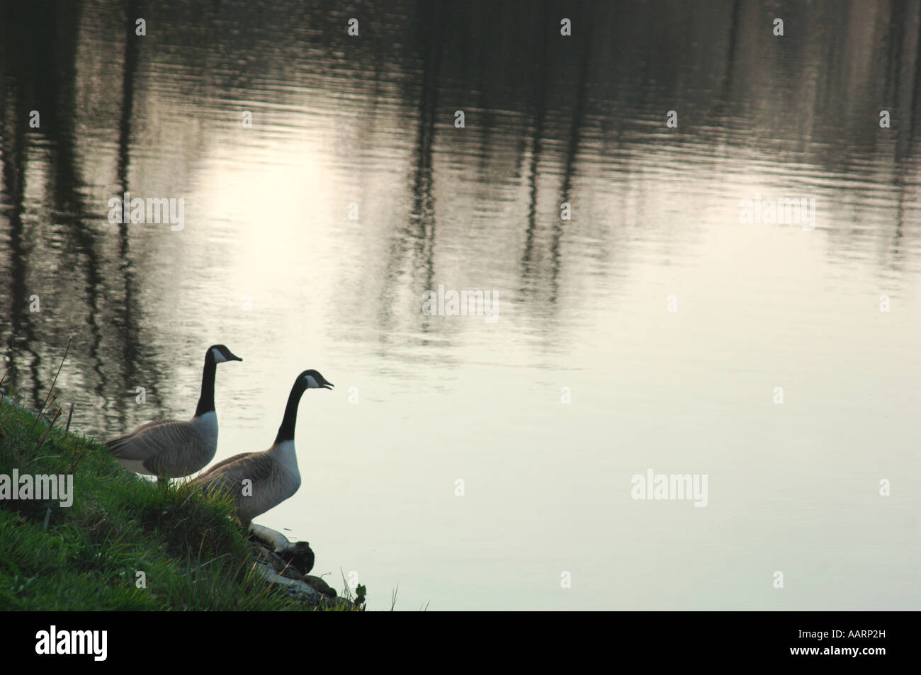 Une bernache du Canada sur la rive d'un lac d'eau douce. (Branta canadensis). Banque D'Images