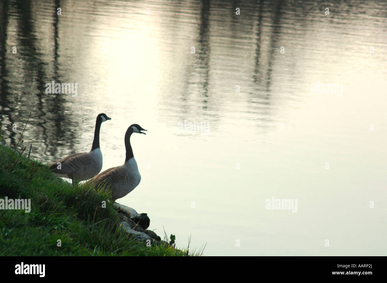 Une bernache du Canada sur la rive d'un lac d'eau douce. (Branta canadensis). Banque D'Images