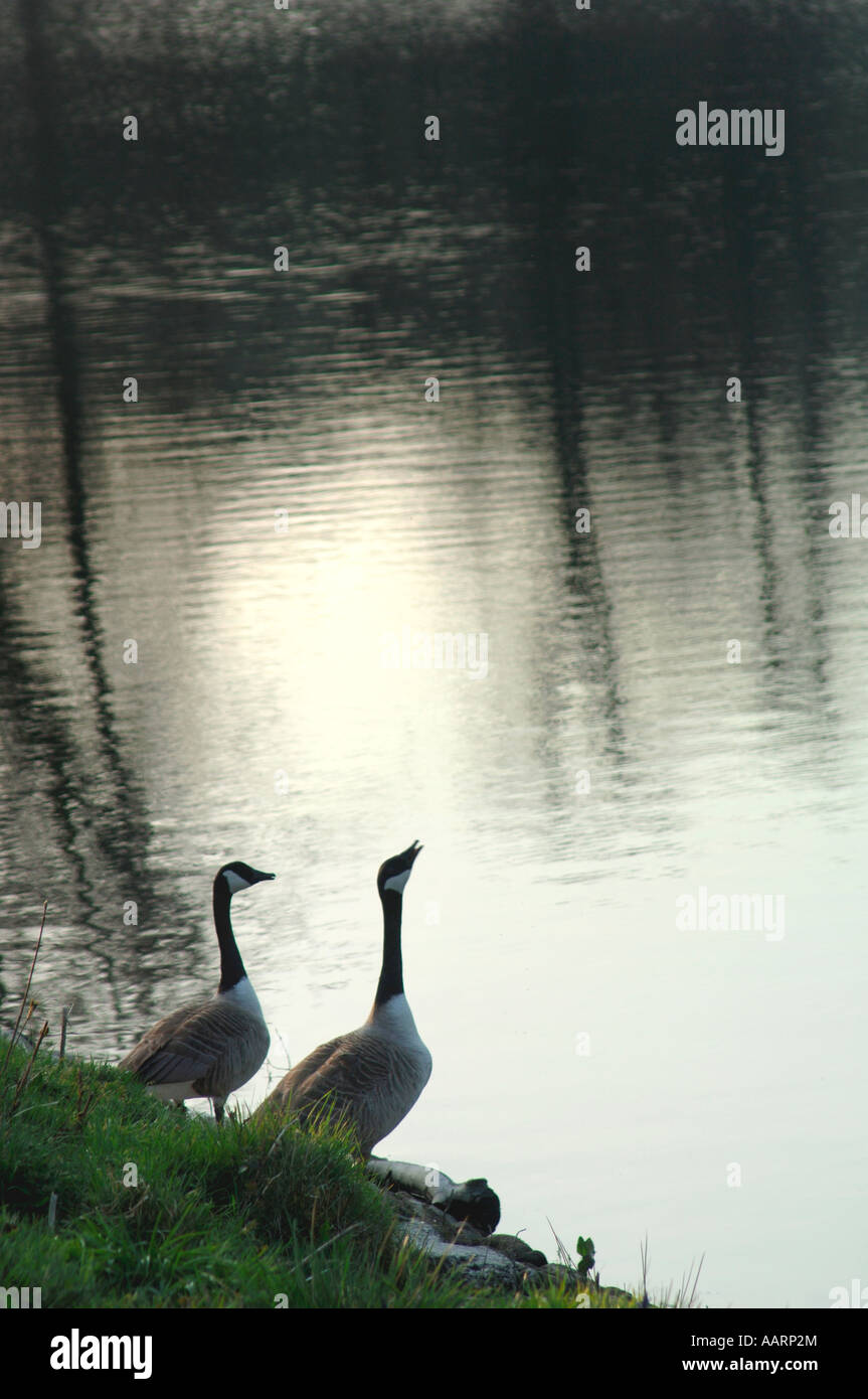 Une bernache du Canada sur la rive d'un lac d'eau douce. (Branta canadensis). Banque D'Images