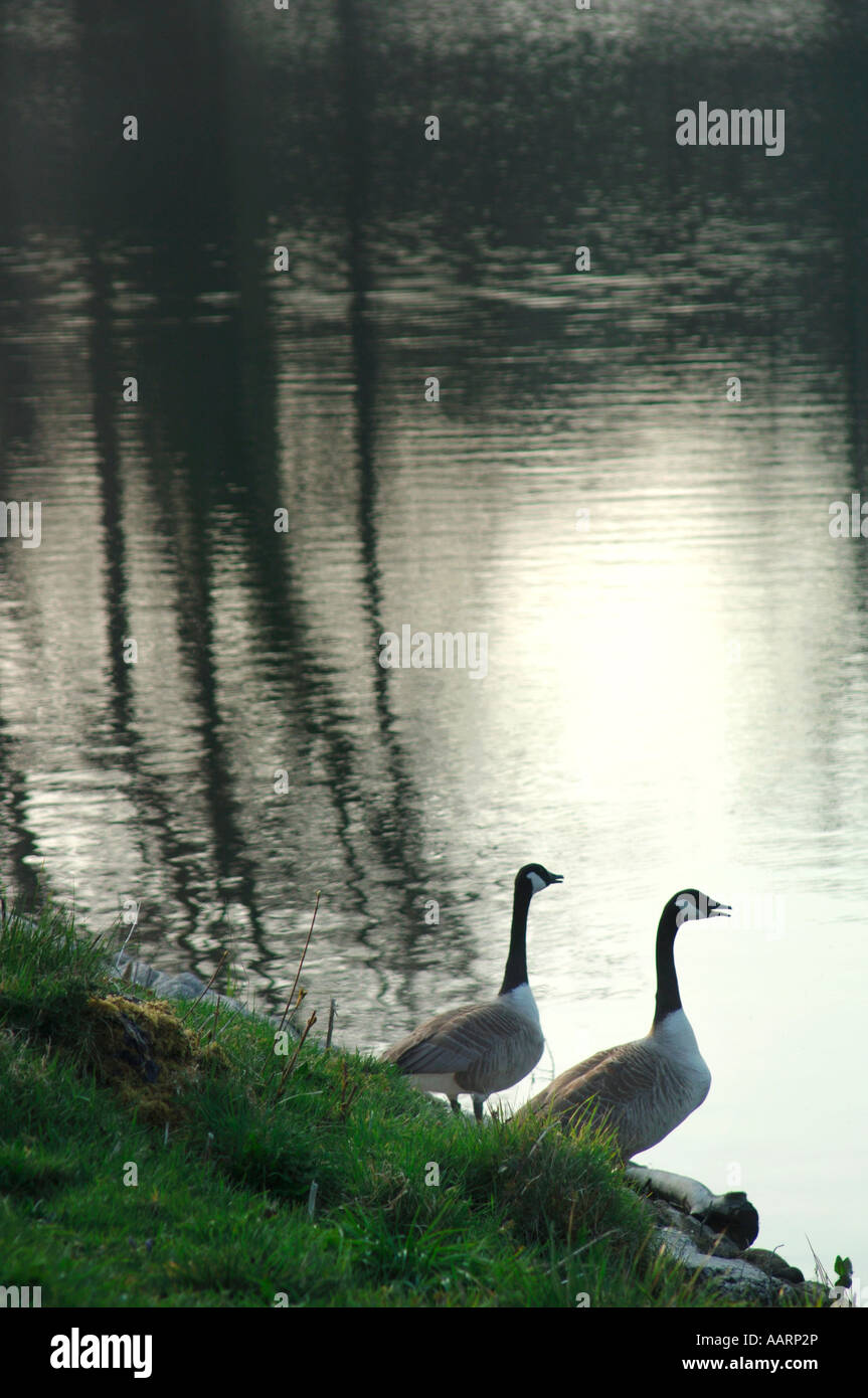 Une bernache du Canada sur la rive d'un lac d'eau douce. (Branta canadensis). Banque D'Images