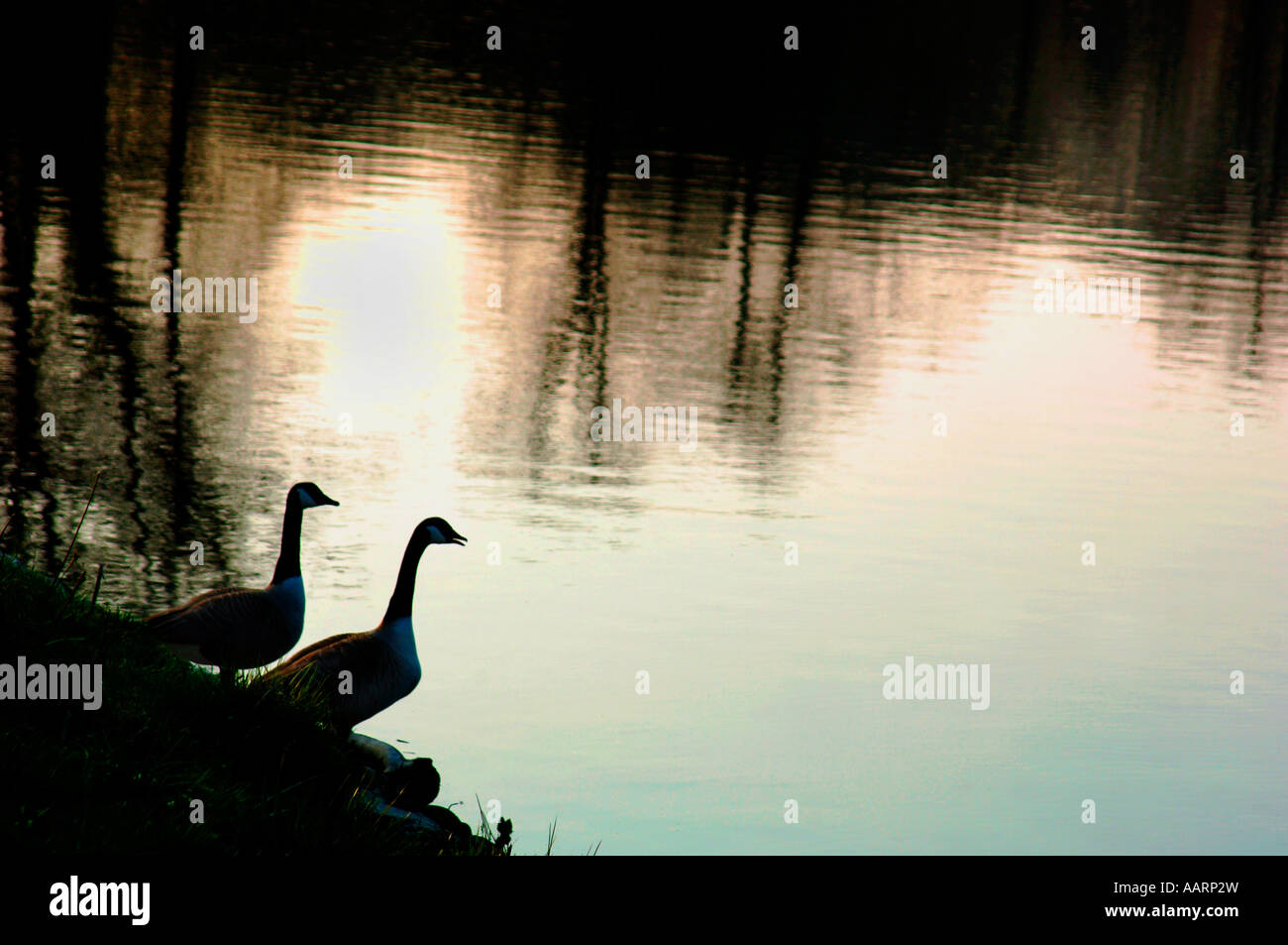 Une bernache du Canada sur la rive d'un lac d'eau douce. (Branta canadensis). Banque D'Images