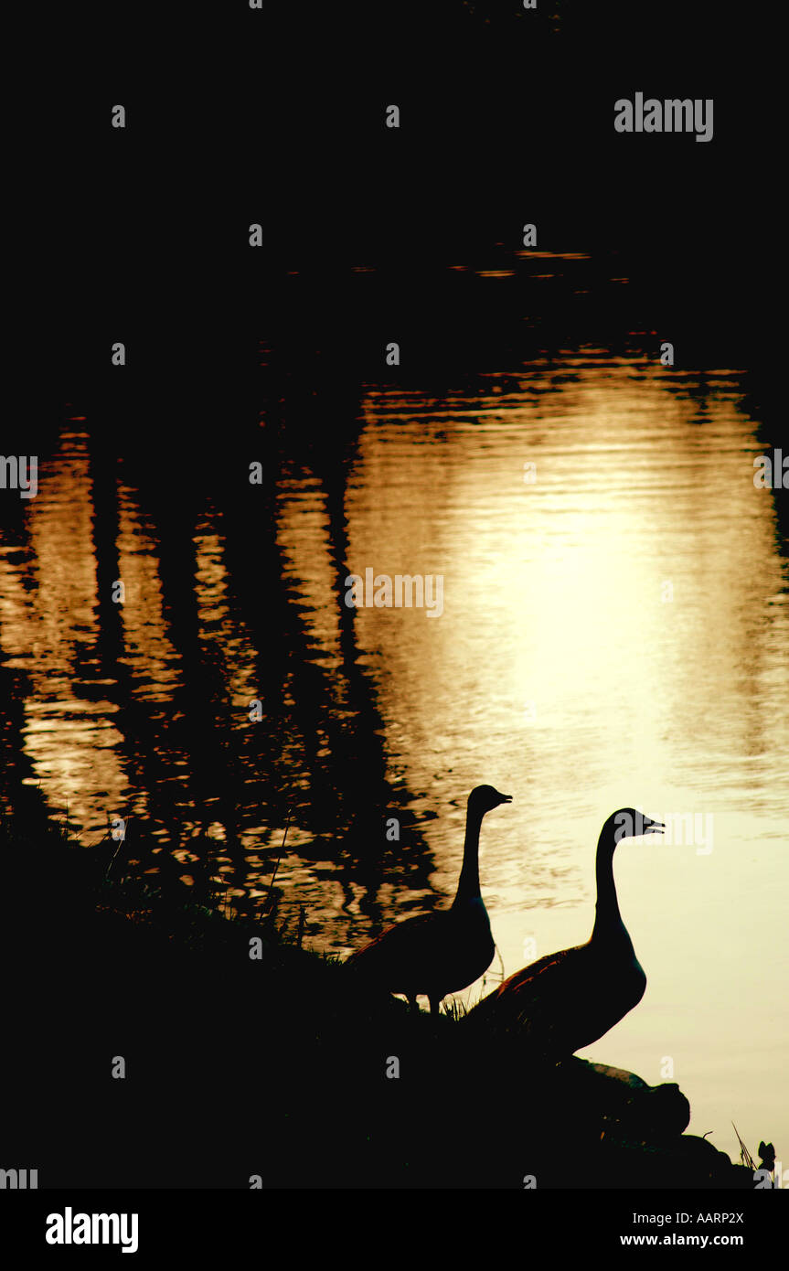 Une bernache du Canada sur la rive d'un lac d'eau douce. (Branta canadensis). Banque D'Images