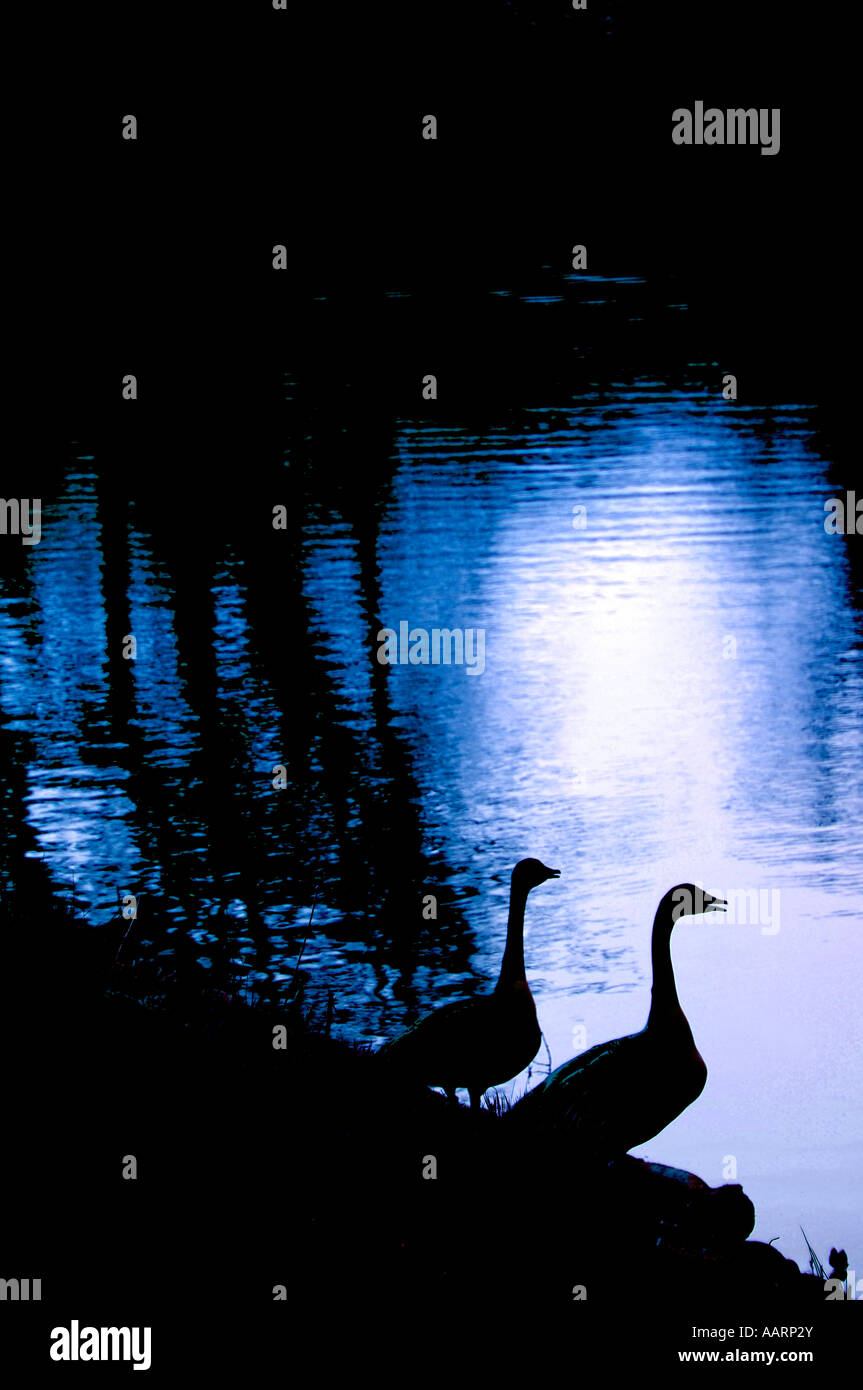 Une bernache du Canada sur la rive d'un lac d'eau douce. (Branta canadensis). Banque D'Images