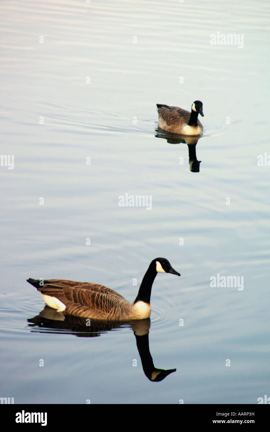 Une bernache du Canada dans un lac d'eau douce. (Branta canadensis). Banque D'Images