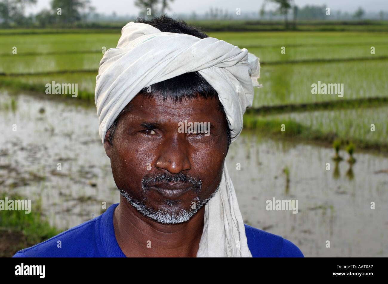 La planteuse de riz népalais à Chitwan Banque D'Images